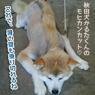 秋田犬かるたくんのモヒカンカット