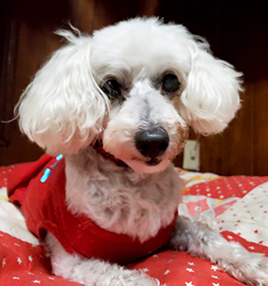 長寿犬表彰を受けた雪見